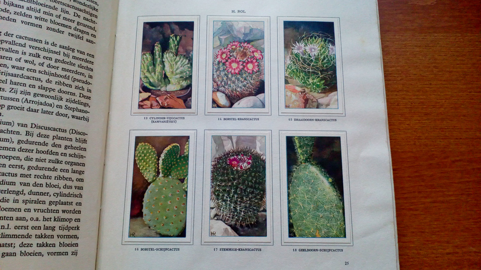 Verkade book cactussen 2